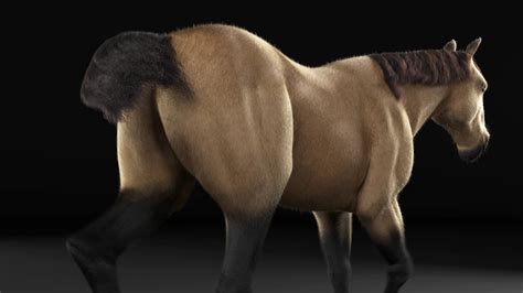 3d Animated Horse Porn Videos 